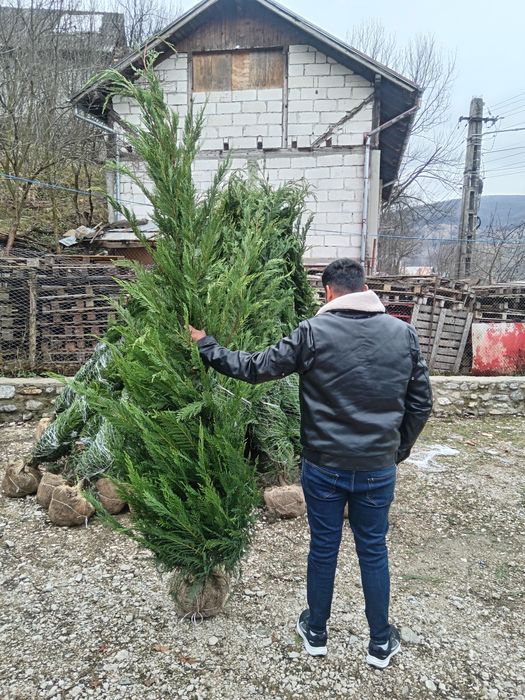 Chiparos Leylandii GIGANT!