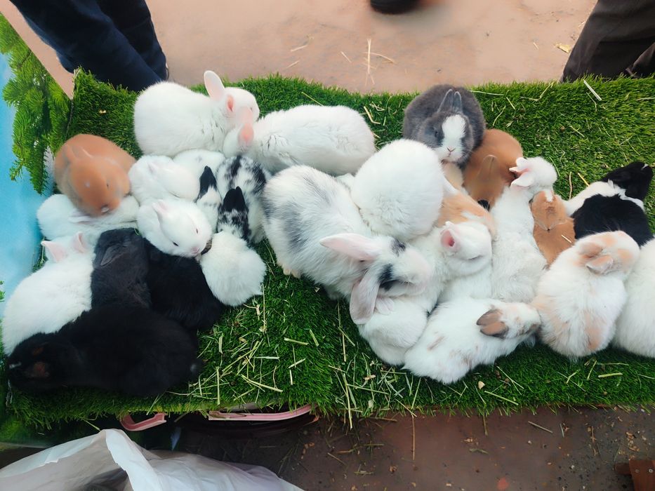 Карликовые кролики