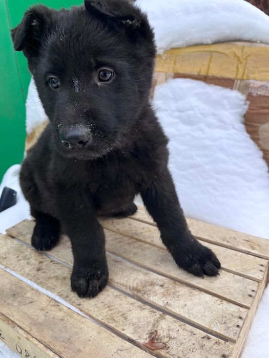 Продам щенят ВЕО