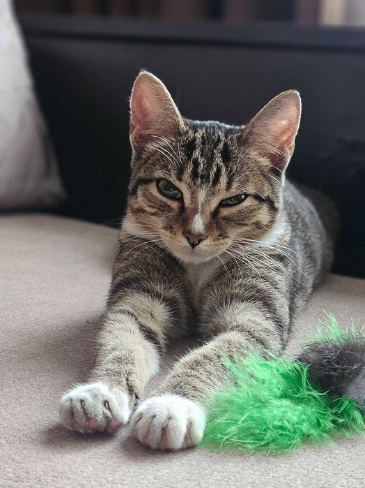 Отдам кошечку в добрые руки