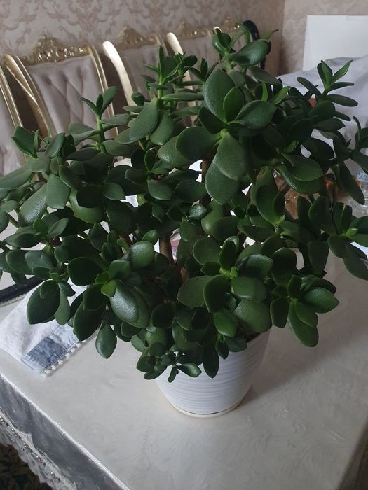 Толстянка яйцевидная(Денежное дерево)