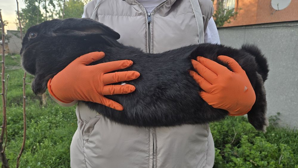 Немецкий пёстрый великан (однотонный окрас) самка, 1 год, 6кг.