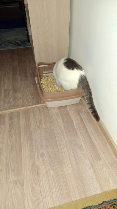 Отдам кота бесплатно
