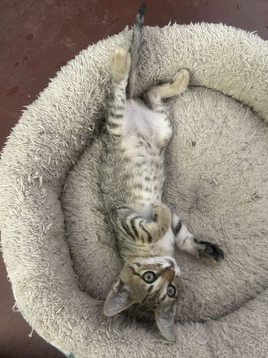 Малко коте търси дом