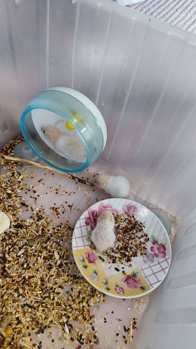 Хомячки сирийские