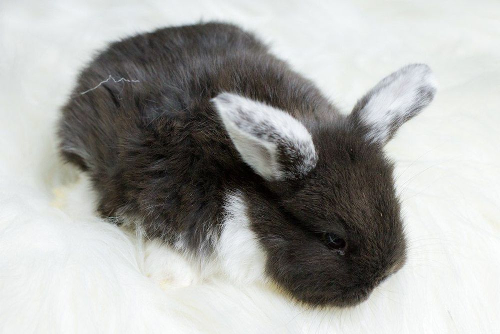 Декоративные кролики.