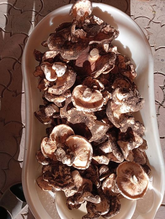 Продам грибы Грузди