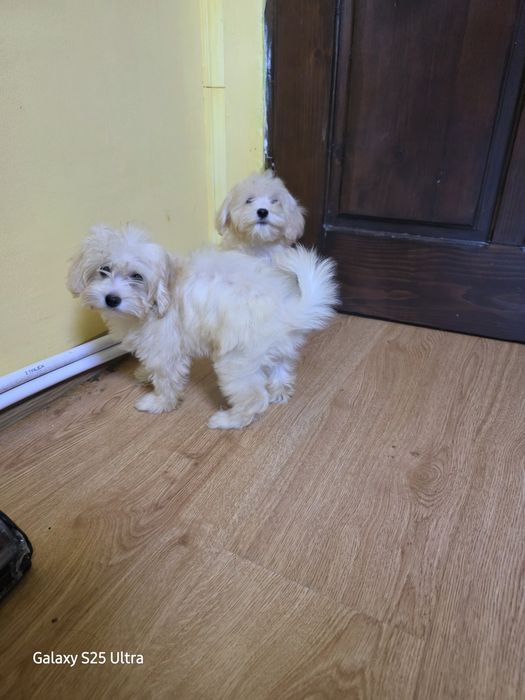 Момче и момиче малтипу