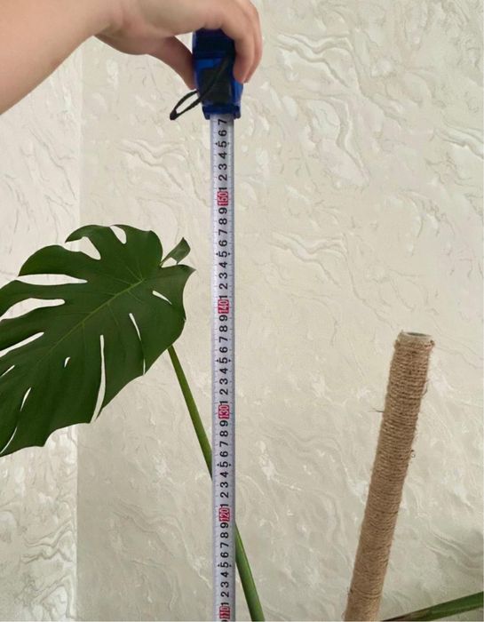 Цветы монстера. 150см