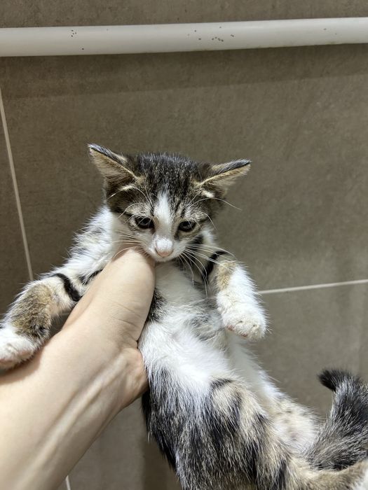 Котенок в добрые руки