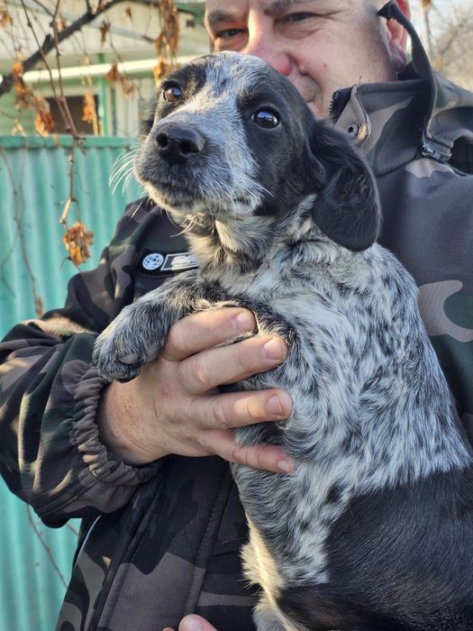 Отдам в хорошие руки щенка