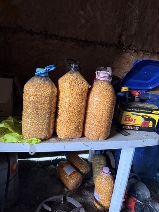 Porumb fermentat (imputit) pentru Pescuit(Nadit)