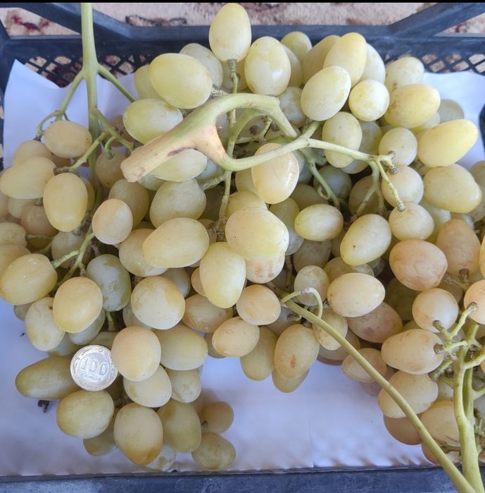 Саженцы винограда