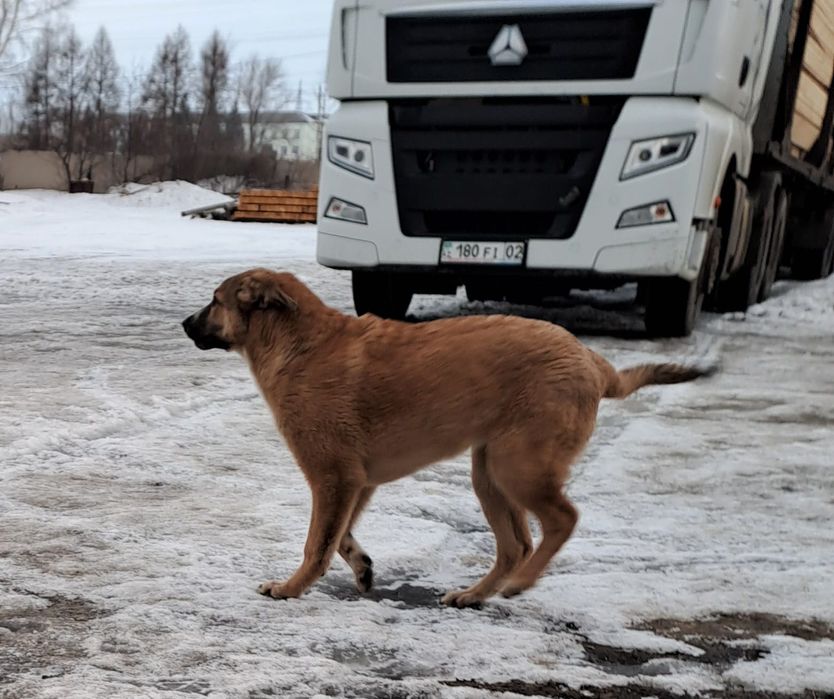 Срочно щенки ищут добрые руки!