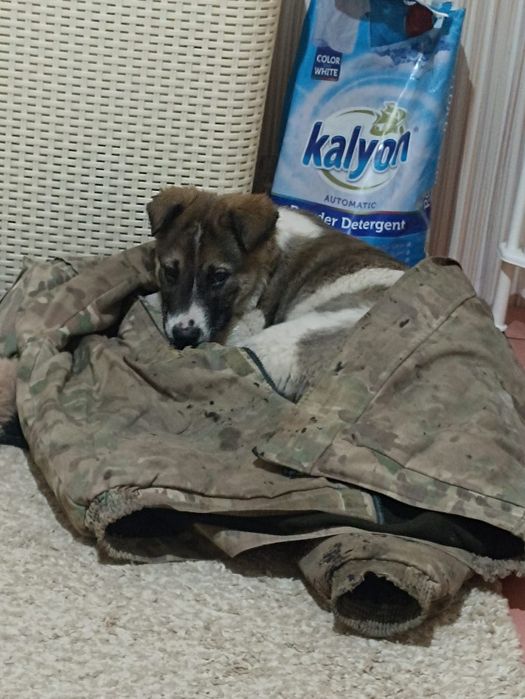 Отдадим щенка мальчик