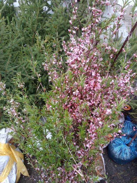 Миндаль и кизил , барбарис