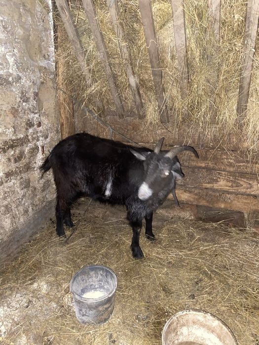 Vand 2 capre bune de lapte