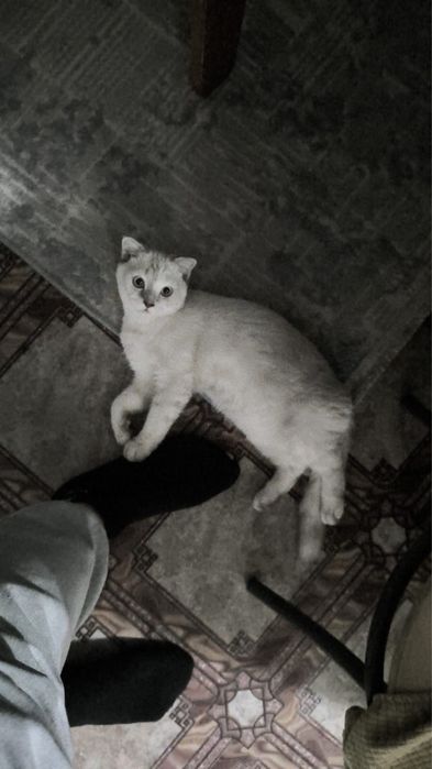 Котенок шотландский