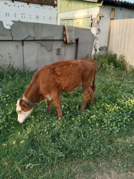 Продам хороших бычков...