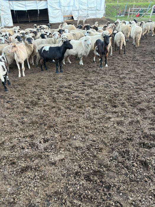 Oi sii capre de vanzare