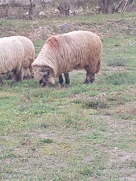 Vând oi bucălai miori!