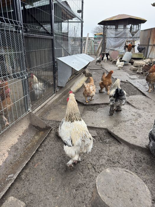 Cocosi din Iunie 2025