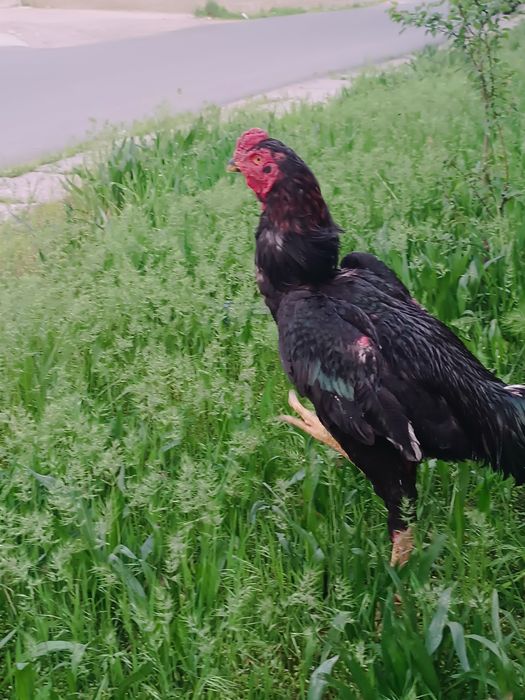 Dakan xoroz sotiladi