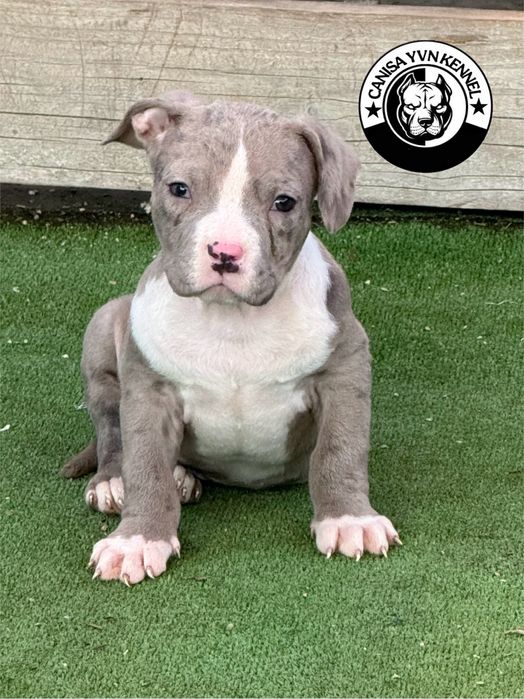 Mascul amstaff blue merle
