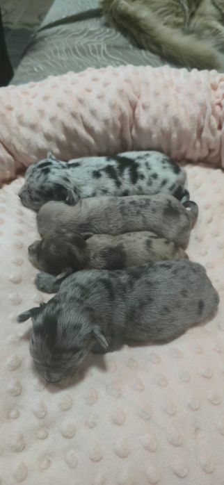 Красивые малыши Чихуахуа