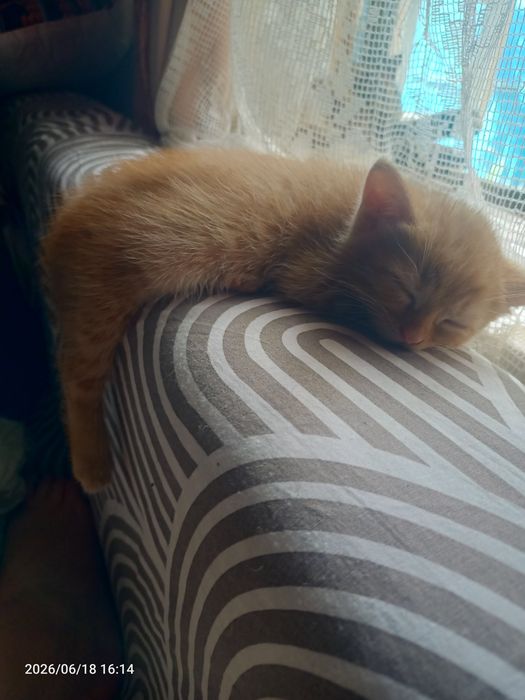 Отдам рыженькую девочку котенка.