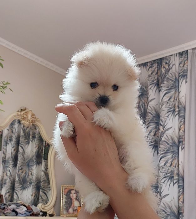 Помиранский шпиц Уральск