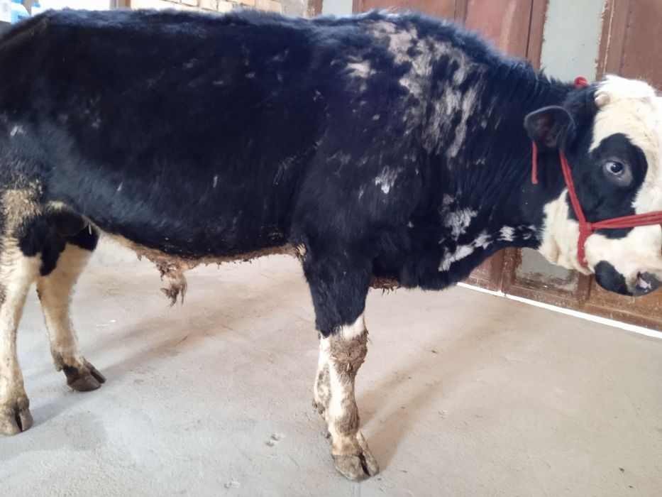 Buqa sotiladi sogʻlom.