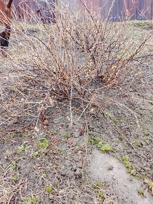 Крыжовник  саженцы