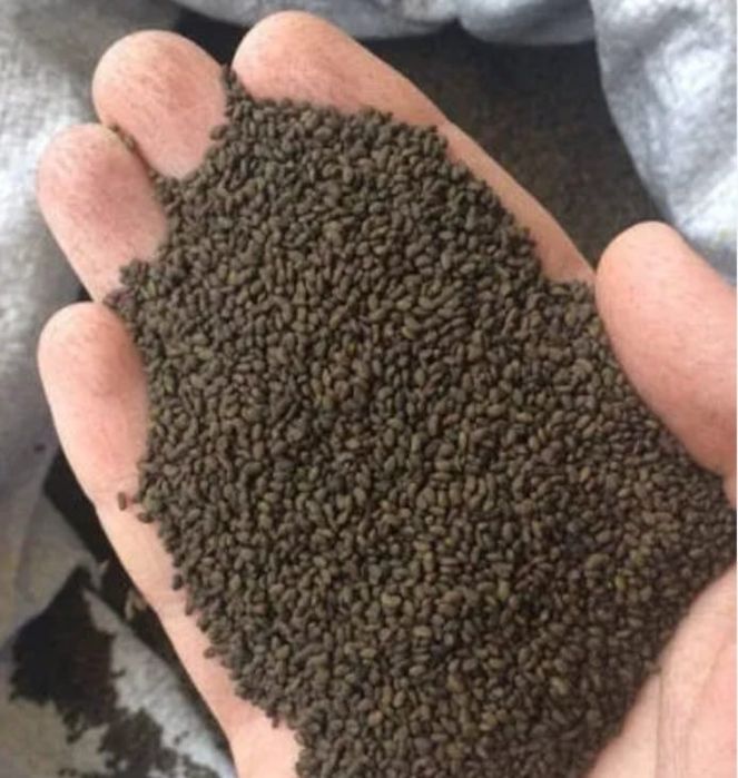 Жоңышқа тұқымы глюцерны