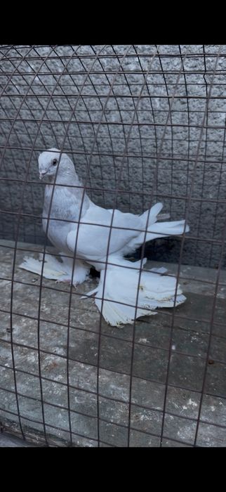 Голуби на гребле