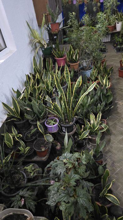 Комнатные растения