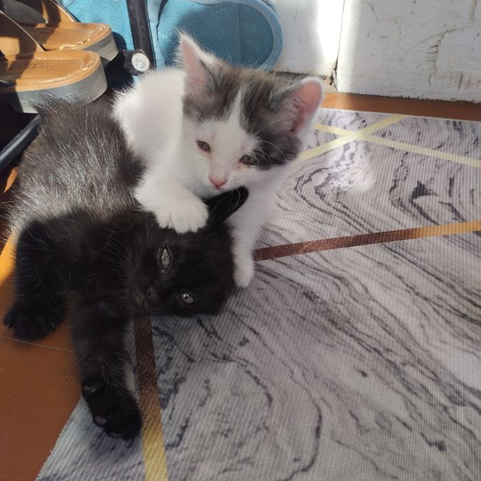 Отдаем котят в добрые руки