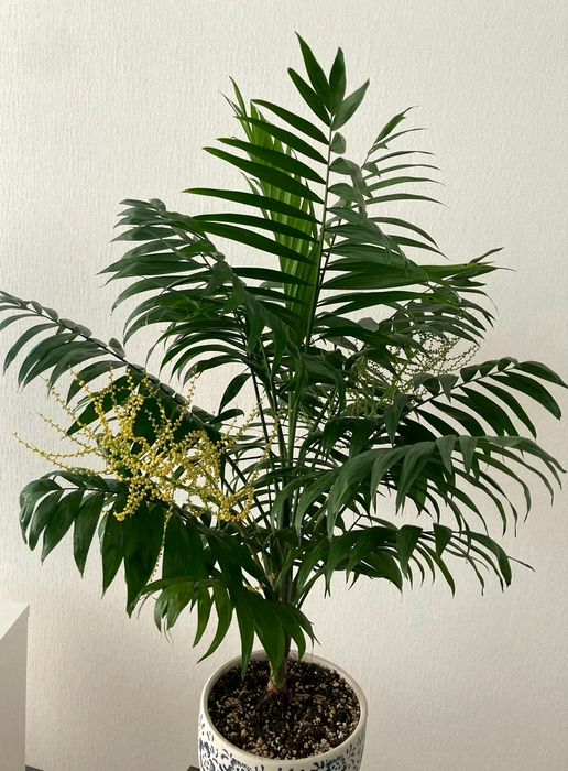 Продам пальму Хамедорею