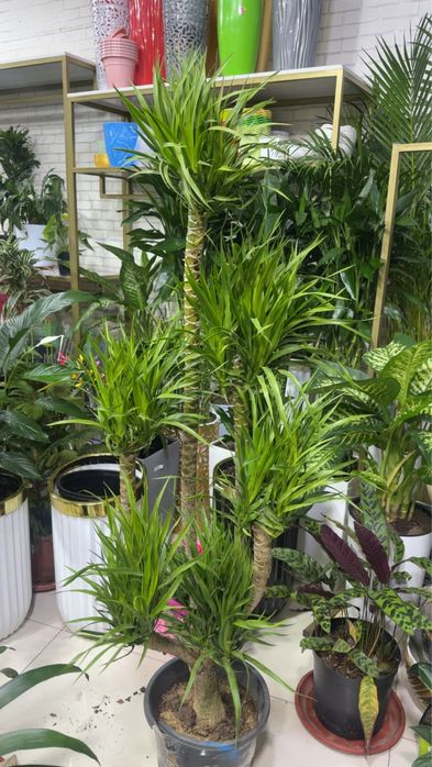 Комнатный ростения