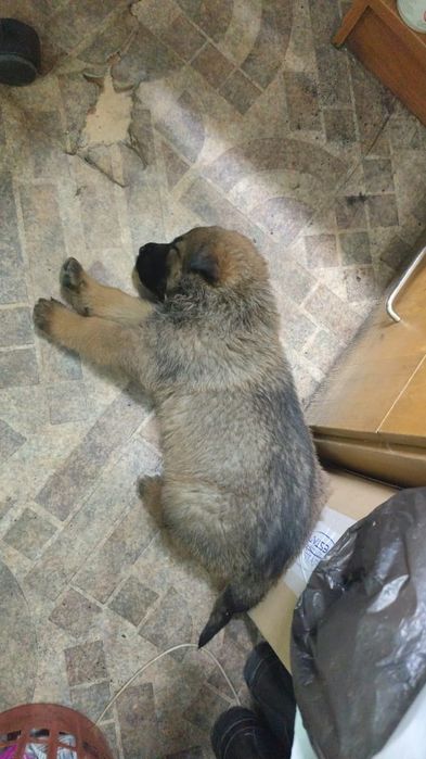 Шикарный  мальчик 1.5 месяца