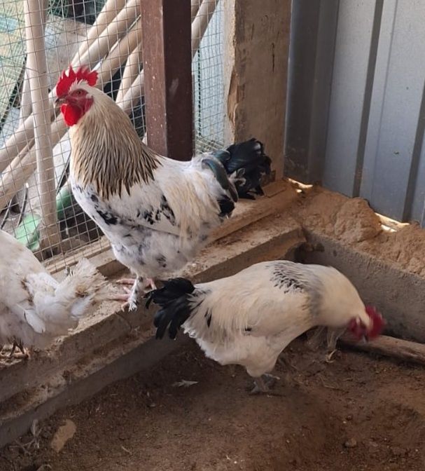 Продам или поменяю на курочек ..