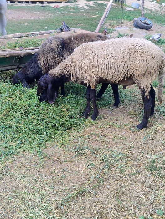 Animale, obiecte