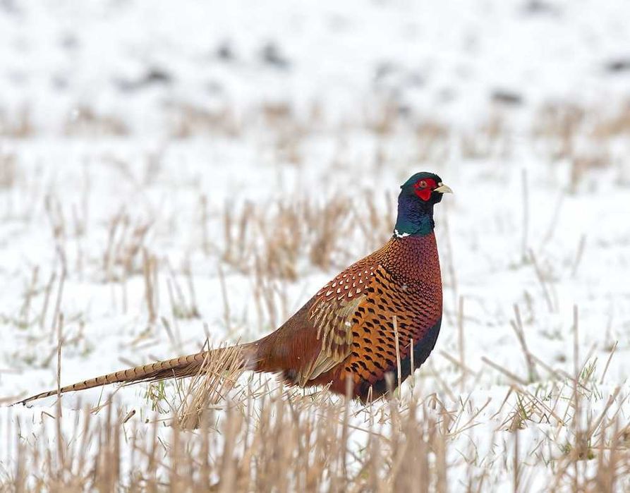 Продается Фазаны кеклики утки гуси кабаны все с охоты