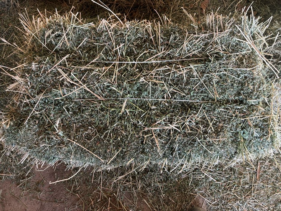 Жоңышка сатылады