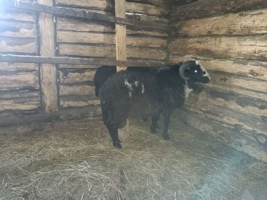 Продам одного кошкара