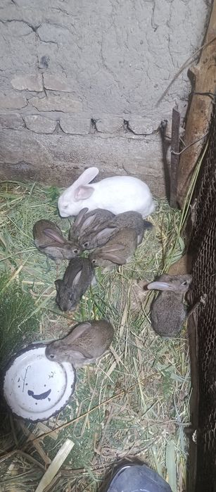 Ona quyon 7 bolalari bilan