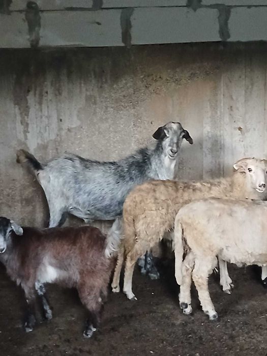 Vând Țap Metis