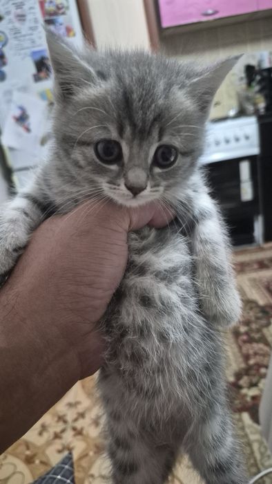 Отдам котят в добрые руки