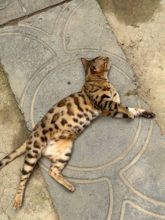 Бенгалская кошка