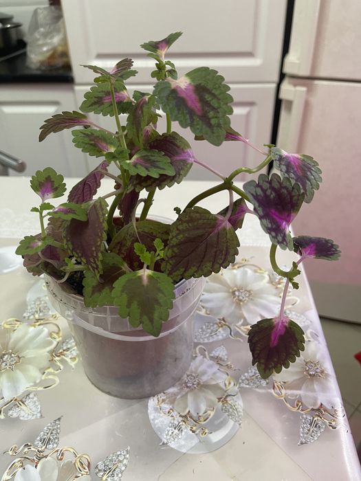 Хлорофитум, колеус